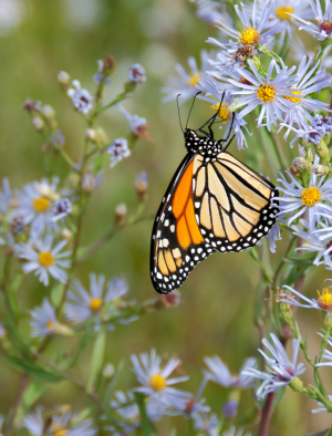 Butterfly Spirit Animal
