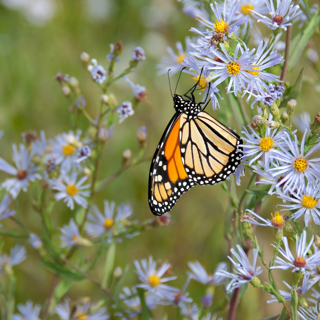 Butterfly Spirit Animal